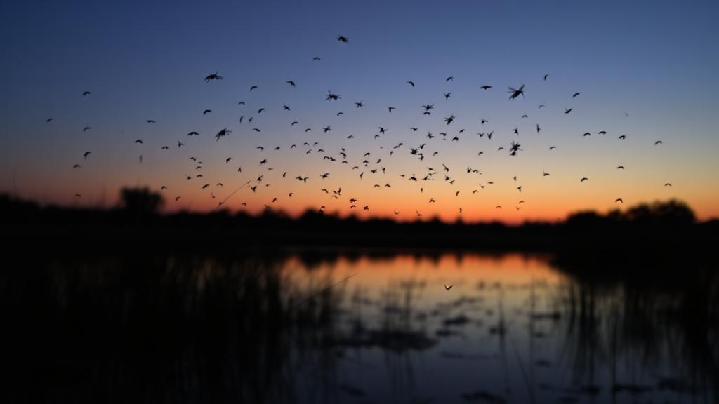 A serene dusk scene with a silhouette of mosquitoes hovering over a tranquil pond, capturing the typical time of their emergence.
