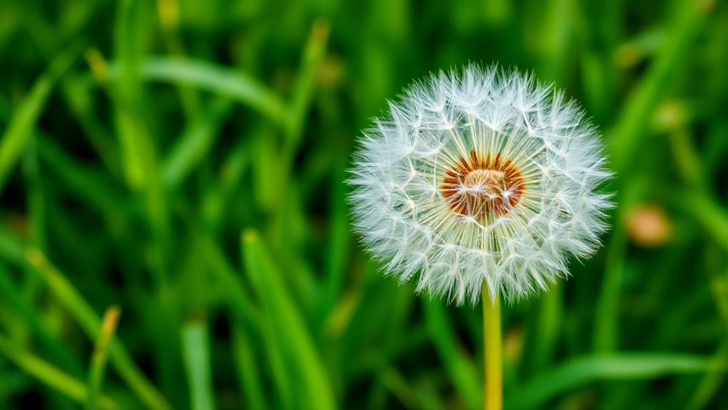 A vibrant close-up of a dandelion in full bloom, set against a lush green background, highlighting its dual nature as both a weed and a beneficial plant.
